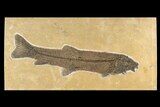 Fossil Fish (Notogoneus) From Wyoming - Huge For Species! #163449-1